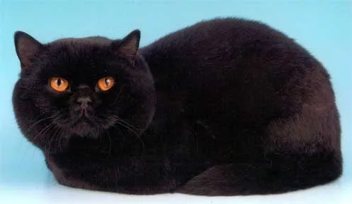brit-black.webp