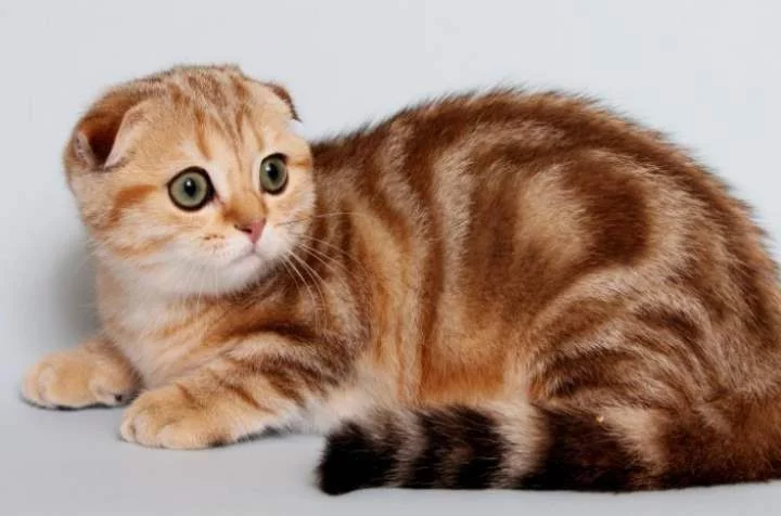 Britanskaya-koshka-v-ryzhuyu-polosku.webp