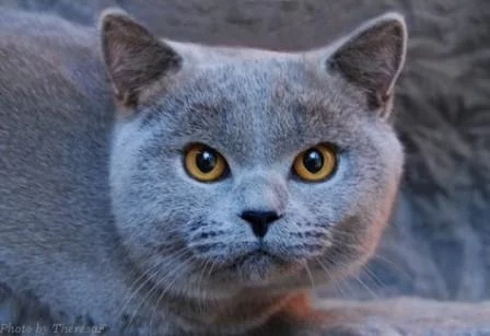 british-shorthair-cat-facts2.webp