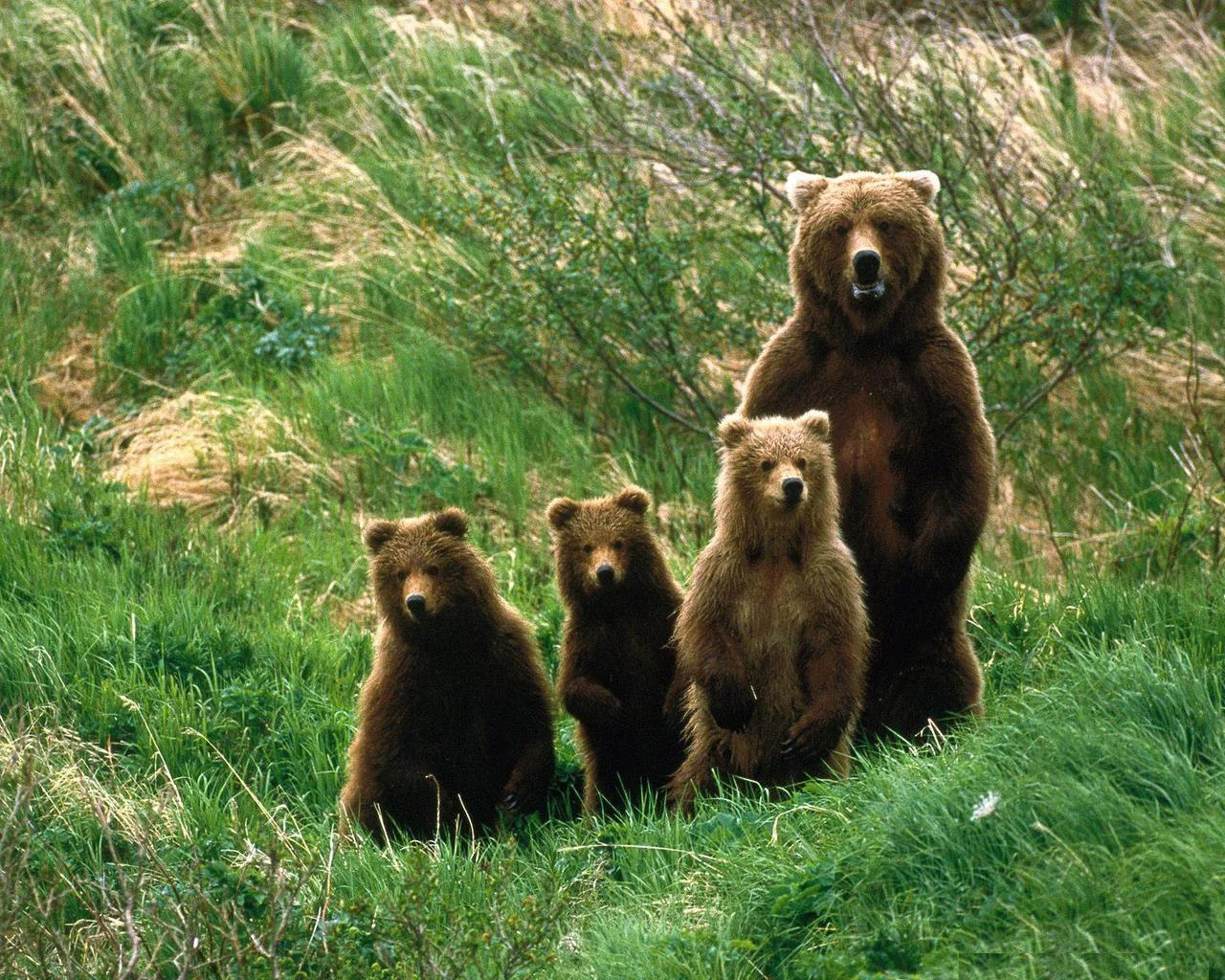 brown-bear-family1.webp