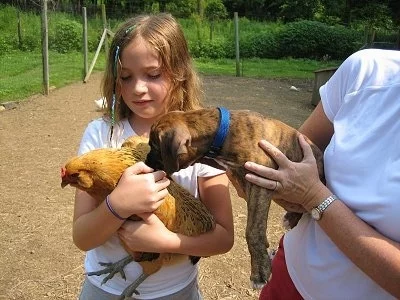 BrunoBoxerPuppy7WeeksSocializationChickensCats3.webp