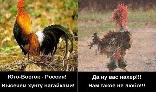 Btx8IImIIAAiHkZ.webp