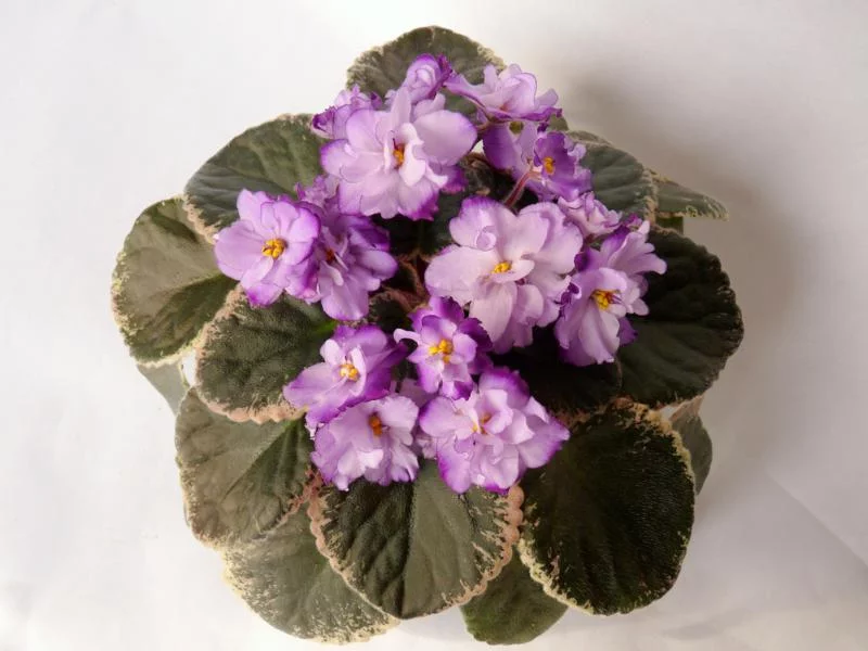 buckeye_blushing_2202_167_800x600_179.webp