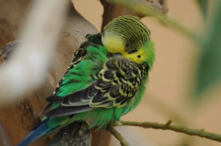 budgie-4-768x510.webp