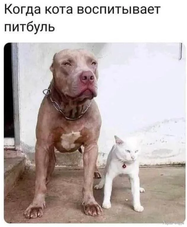 Пит буль воспитатель.JPG