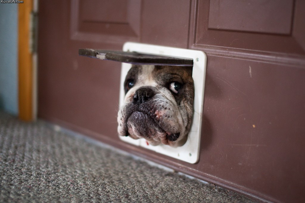 bulldog-peeps-through-pet-hole-big.jpg
