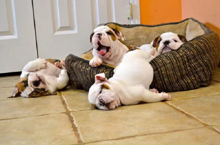 BulldogPuppies-2.webp