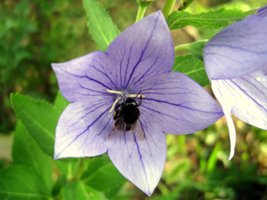bumblebee_by_a_sha_f-d58efbs.webp
