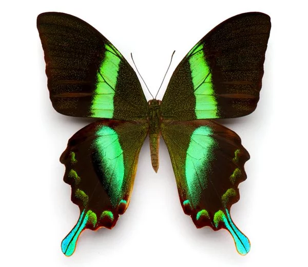 Butterflies_11.webp