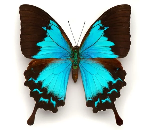 Butterflies_12.webp