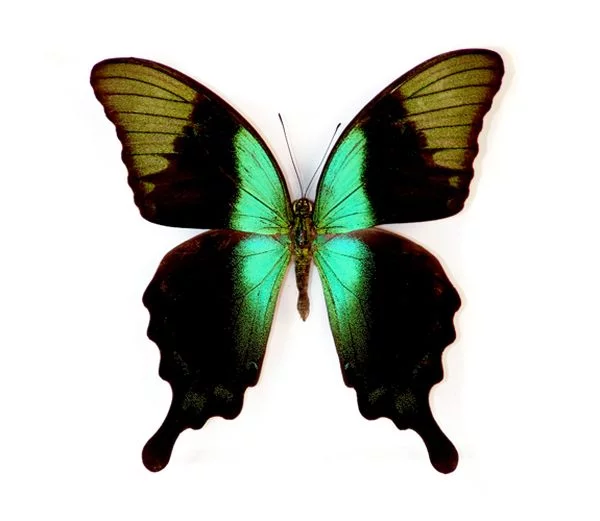 Butterflies_13.webp