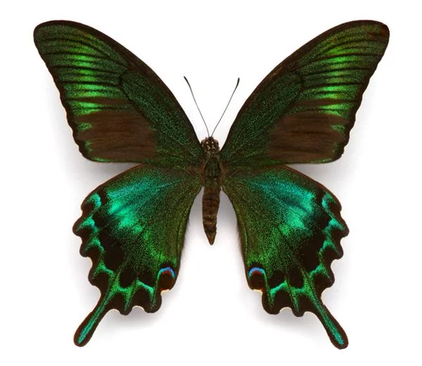 Butterflies_14.webp