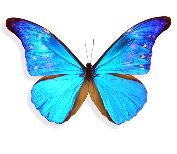 Butterflies_20.webp