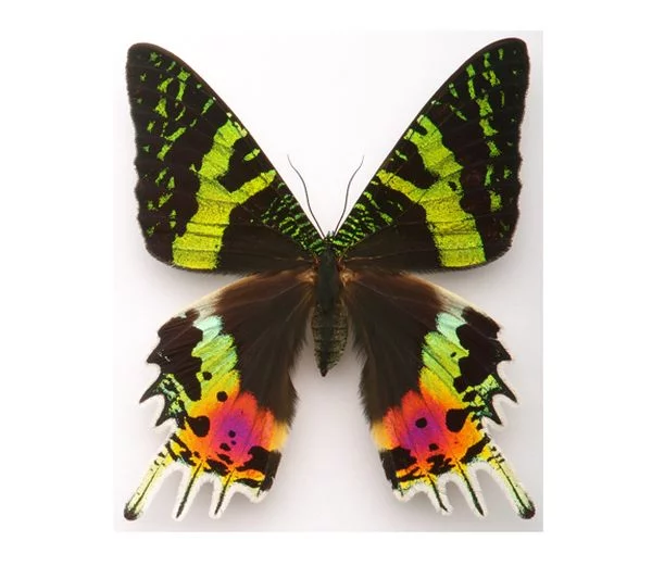 Butterflies_21.webp
