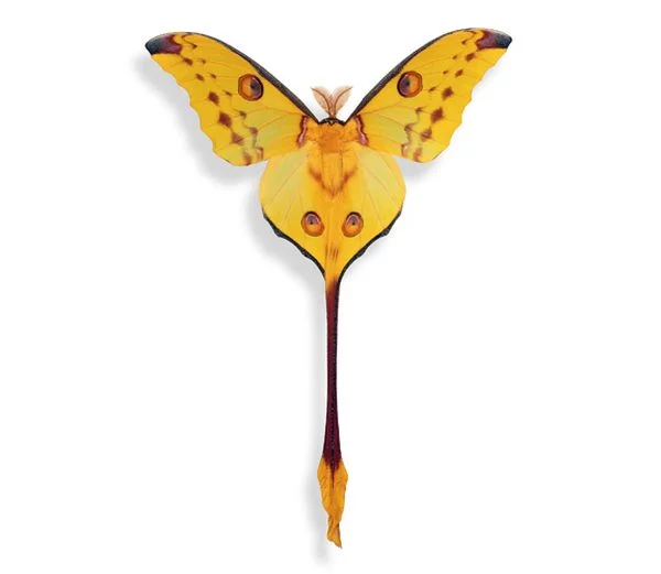 Butterflies_22.webp