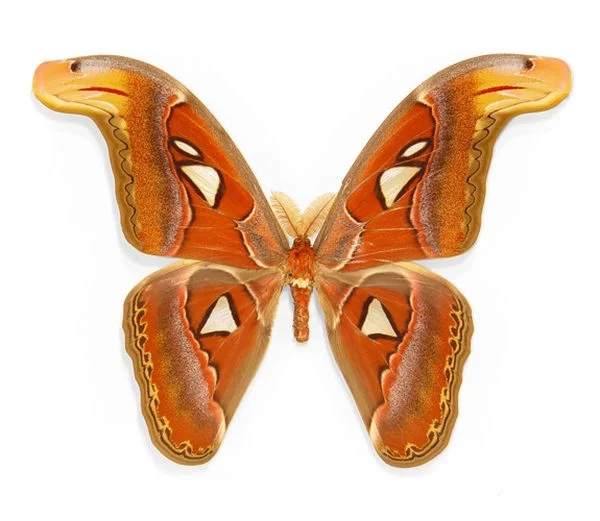 Butterflies_24.webp
