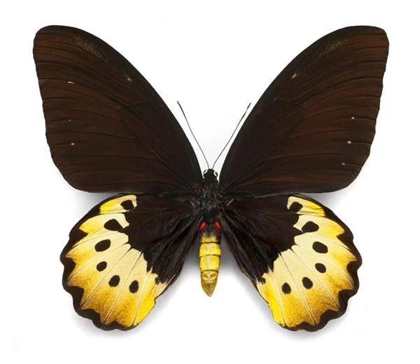 Butterflies_3.webp