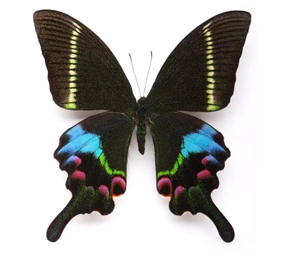 Butterflies_34.webp