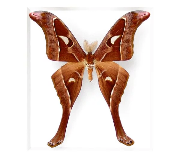 Butterflies_35.webp