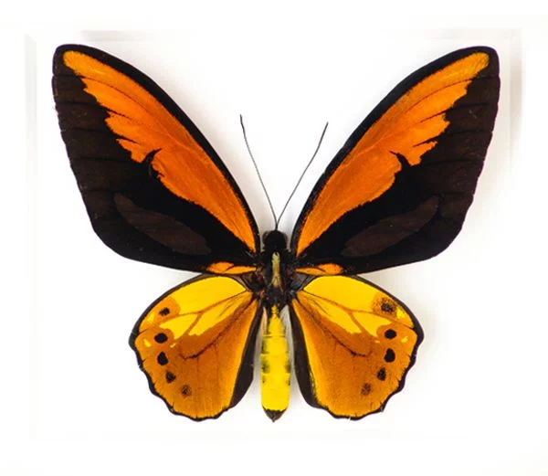 Butterflies_6.webp