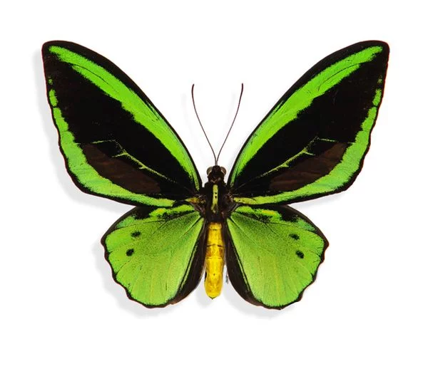 Butterflies_7.webp