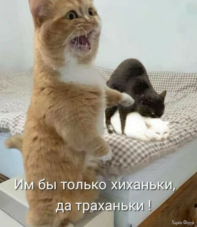  бы.webp