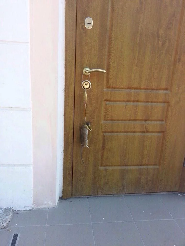 BzNqmrHCYAIKOn5.webp