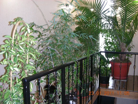 C%25252007.webp