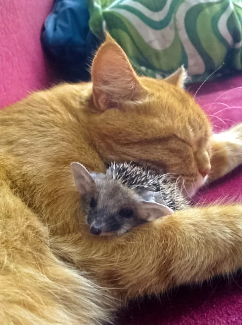 c-mother-cat-with-hedgehog-31-10-12-e1366910344404.webp