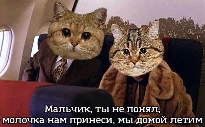 c0cbfb.webp