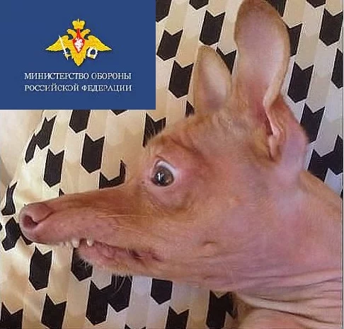 c0hjdj.webp