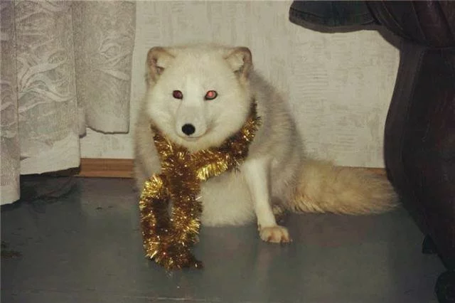 C0sFllaXAAAdgdN.webp