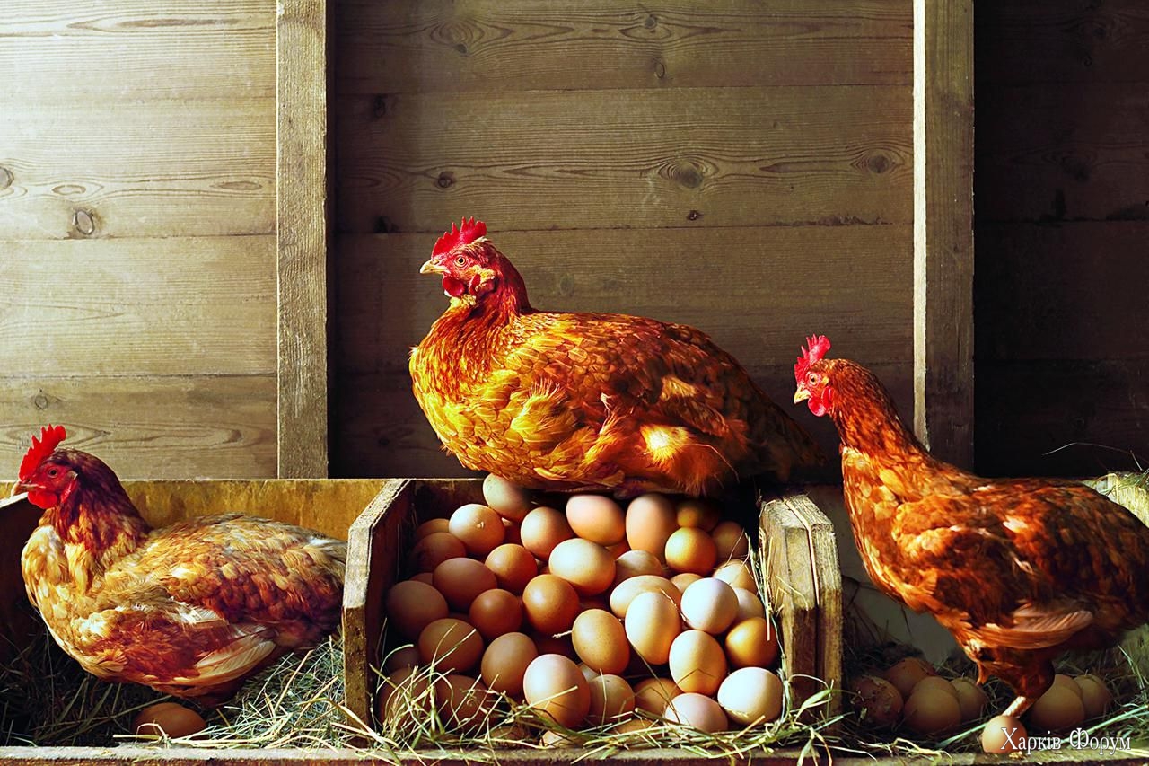 C1)%2Fwinter-hens-resized-56a885803df78cf7729e8820.jpg
