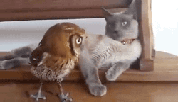 c15d6163ba0ef18082b4e99.gif