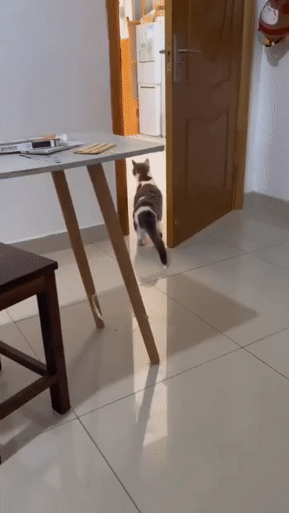 c19db313566fa85dbad214.gif