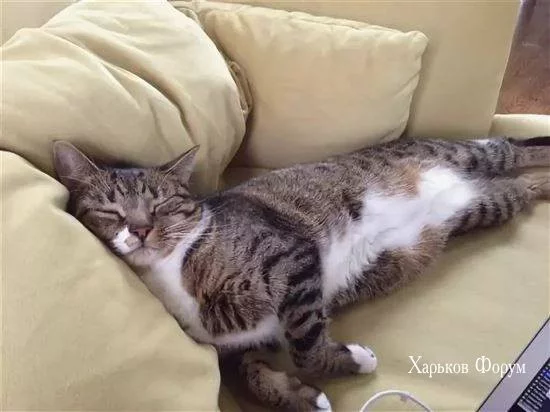 c1aaba0fb0d29432a.webp