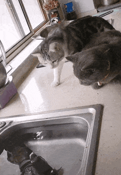 c1b1090be8eaafdf1f.gif