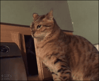 c1chga.gif