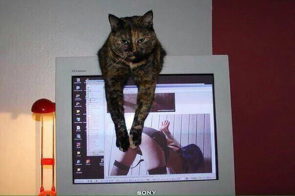 c1fefh.webp