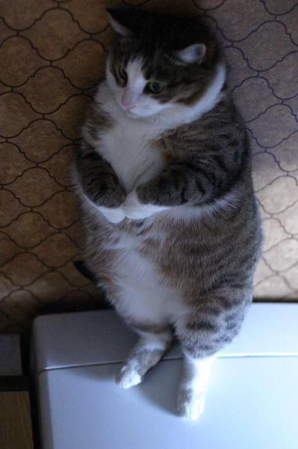 C1GFPphWQAETMBr.webp