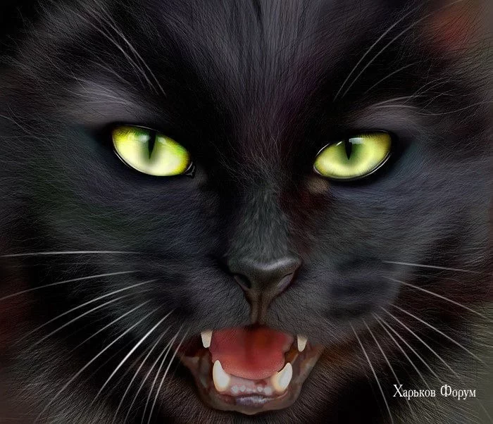 c27902299bd06bac3f4866.webp
