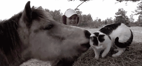 c2aeca5e1f683b9f20.gif