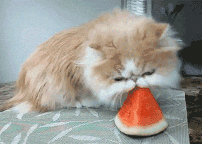 c2c34b0b4f3744a3d1f.gif