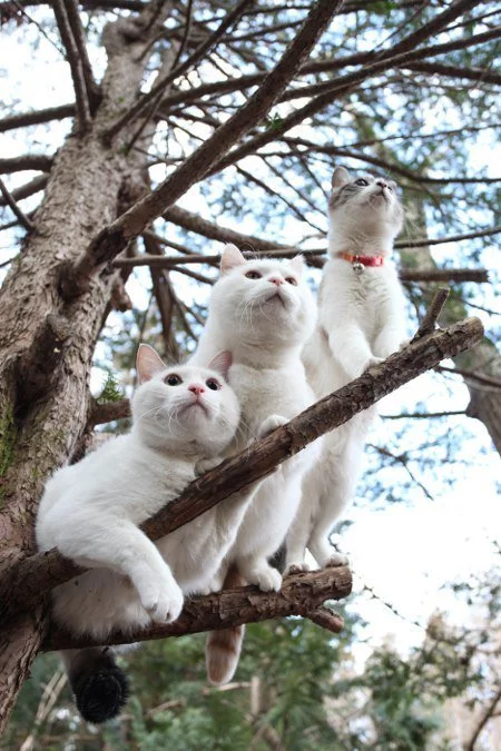 C2hYjumVQAARNVj.webp