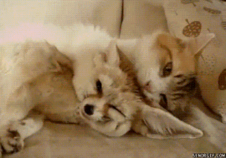 c3061f4133fc1a505.gif