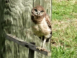 c396a40c54e4e8d66.gif