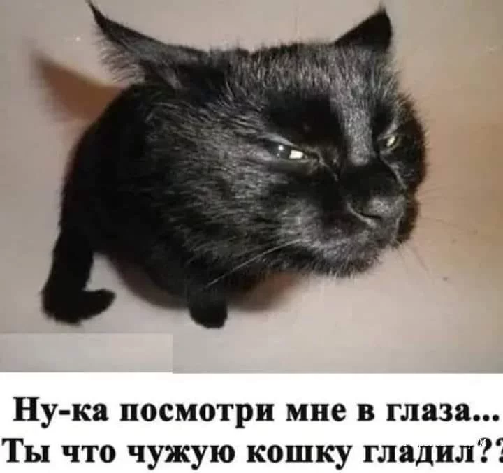c3d900168ee681733c8354.webp