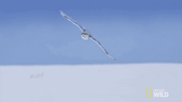 c3e50e6c0d448492d7d6414.gif