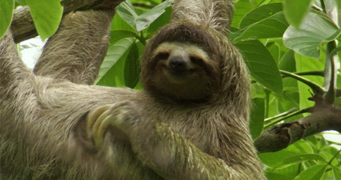 c4hbej.gif