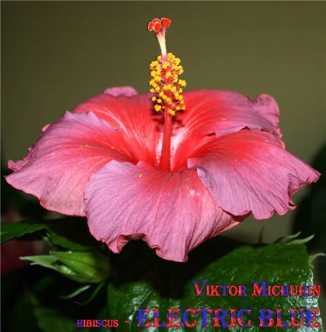 c6b8392cb1c4403e2ade1c0e53d24af5.webp